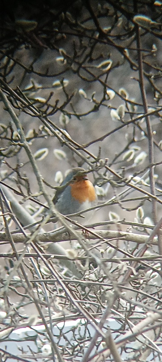 Petirrojo Europeo - ML647454622