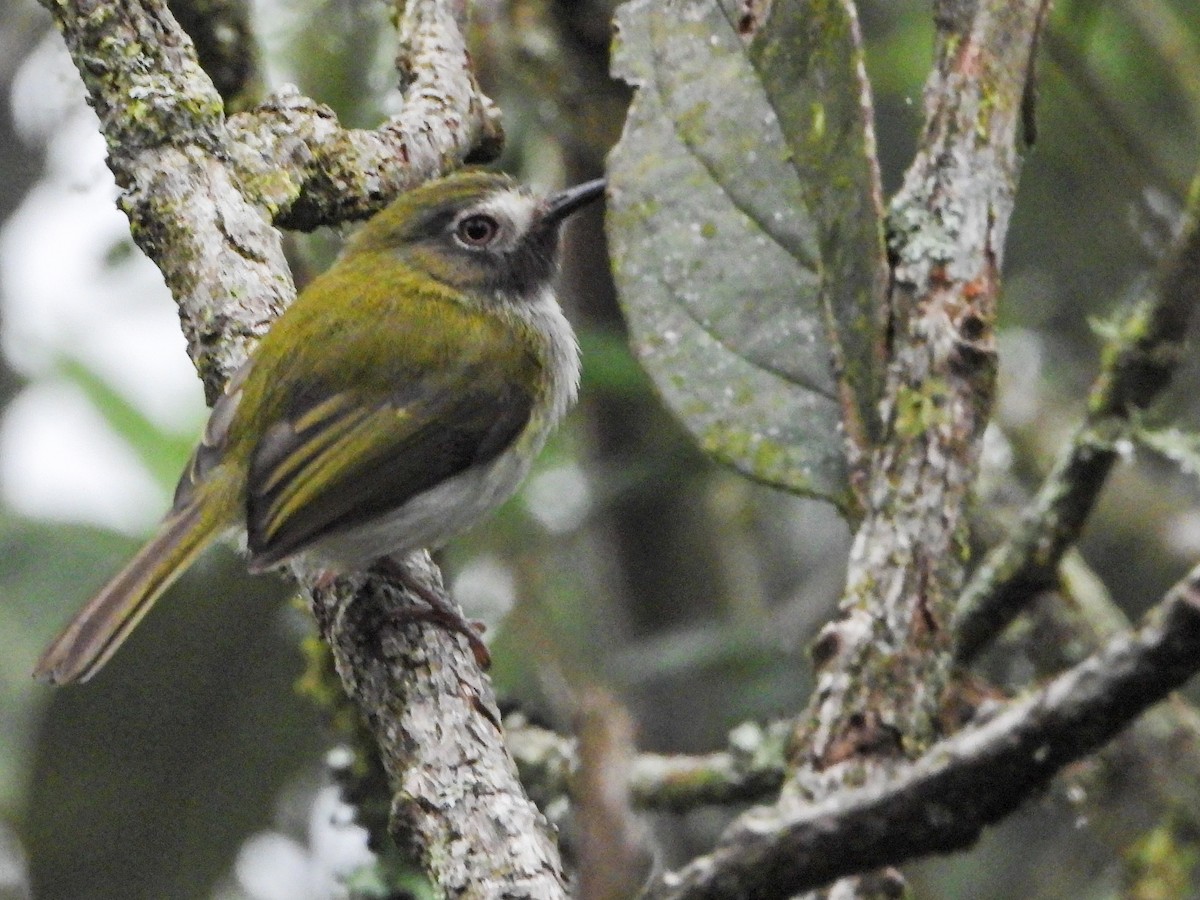 Titirijí Gorjinegro - ML647454623