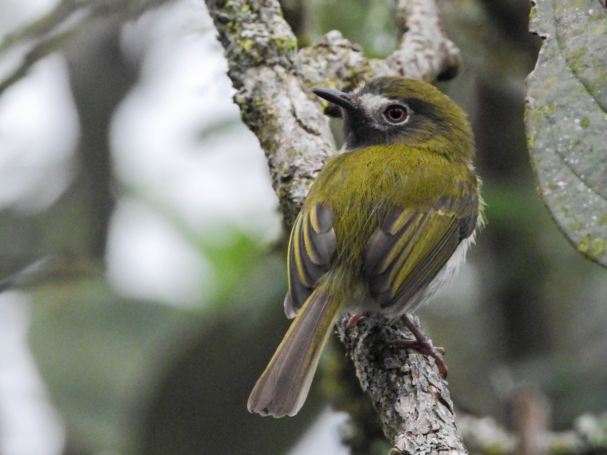 Titirijí Gorjinegro - ML647454624