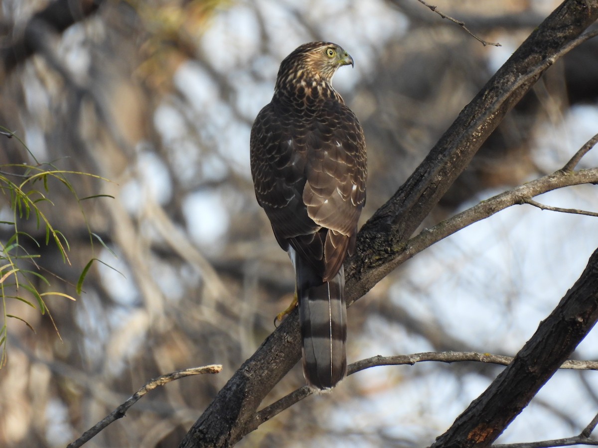 Gavilán de Cooper - ML647454626