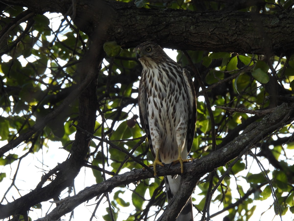 Gavilán de Cooper - ML647454627