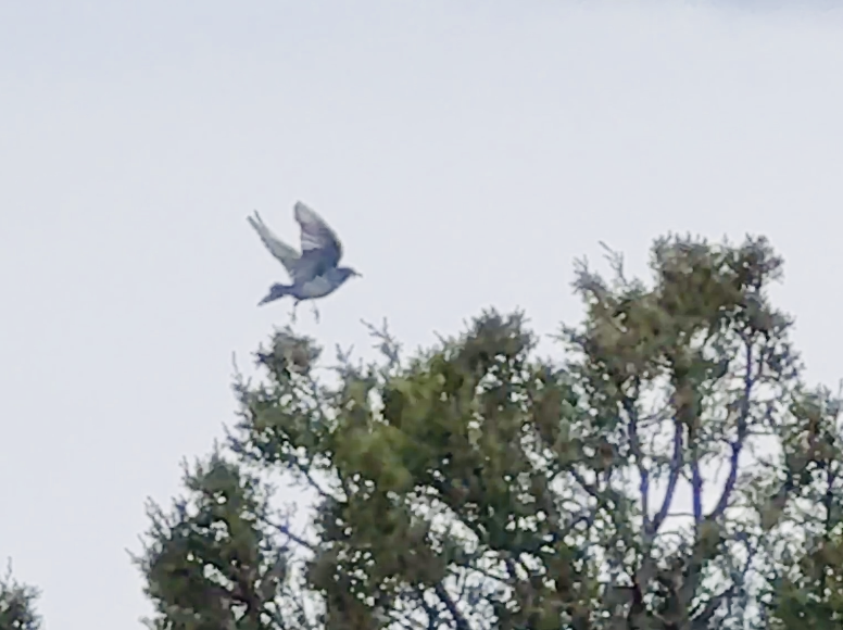 Azulejo Claro - ML647454628