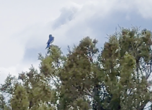 Azulejo Claro - ML647454629