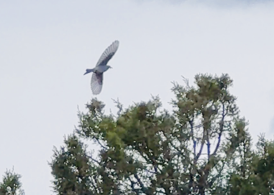 Azulejo Claro - ML647454630