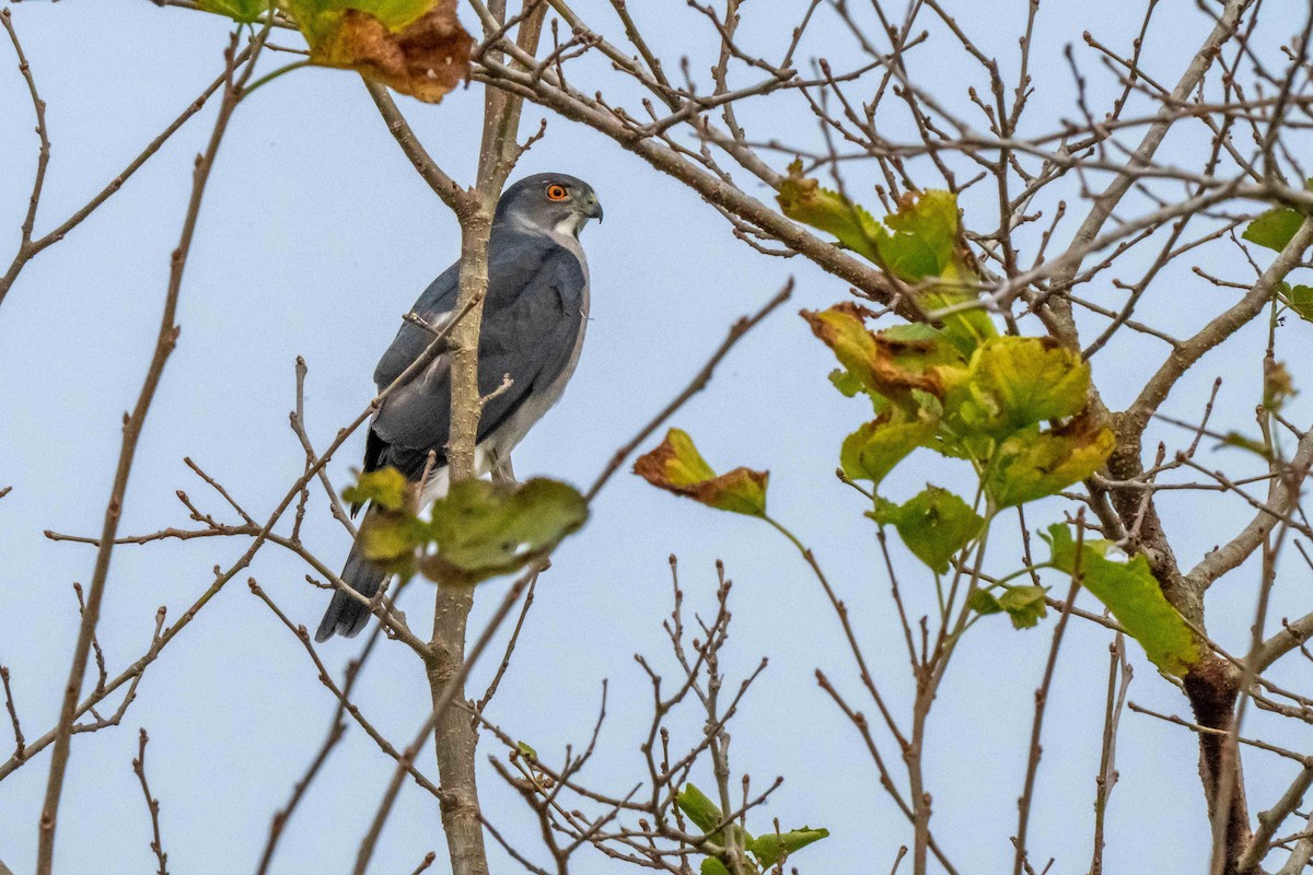 Gavilán Besra - ML647454631