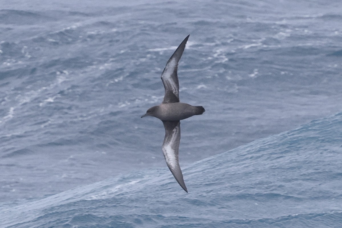 Sooty Shearwater - ML647454641