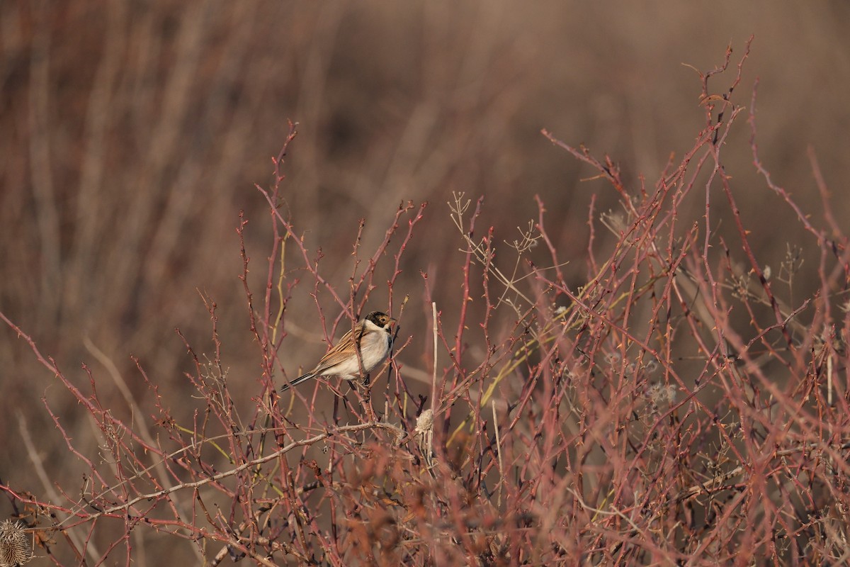 Reed Bunting - ML647454642
