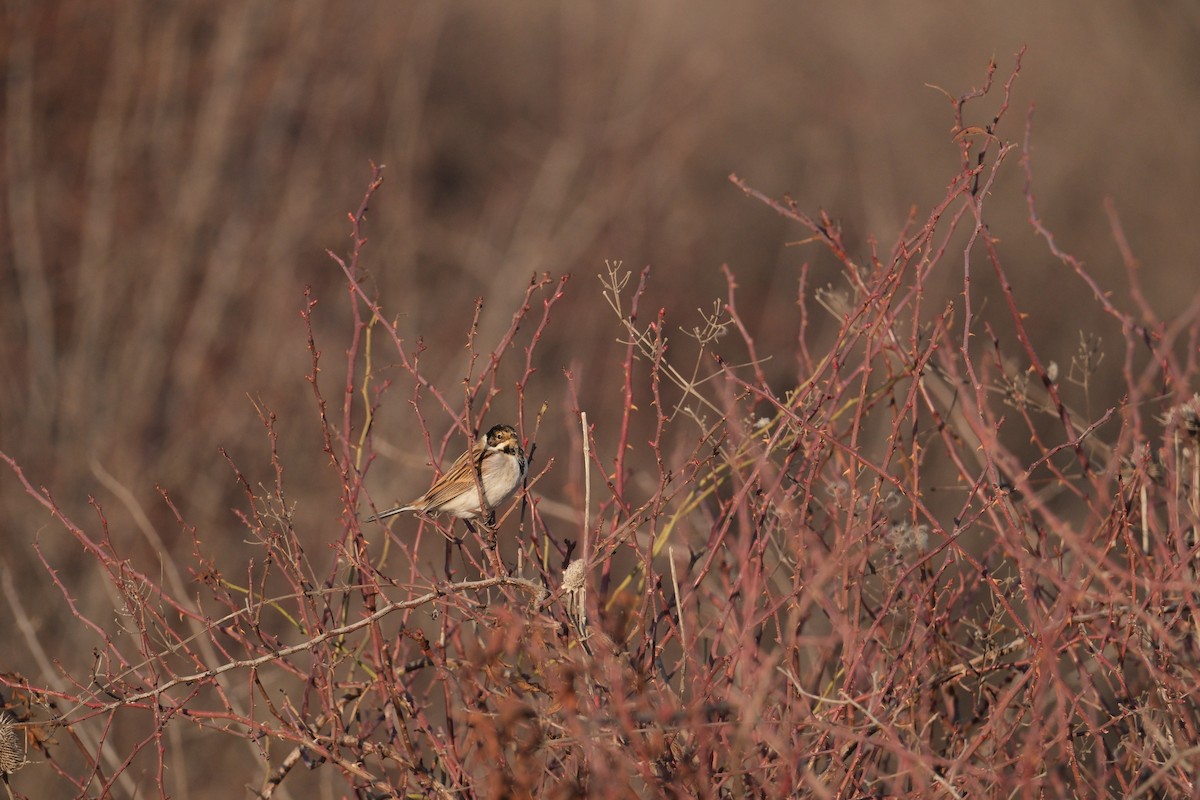 Reed Bunting - ML647454643