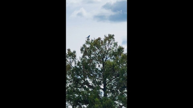 Mountain Bluebird - ML647454645