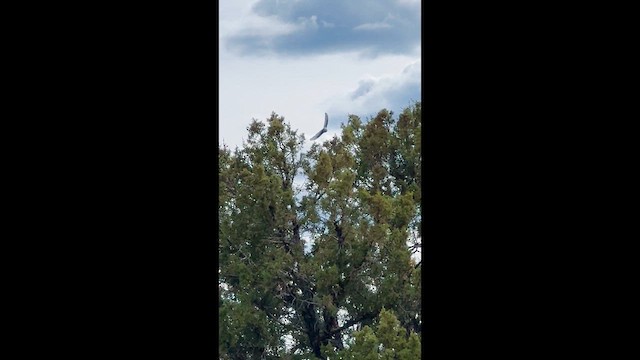 Mountain Bluebird - ML647454646