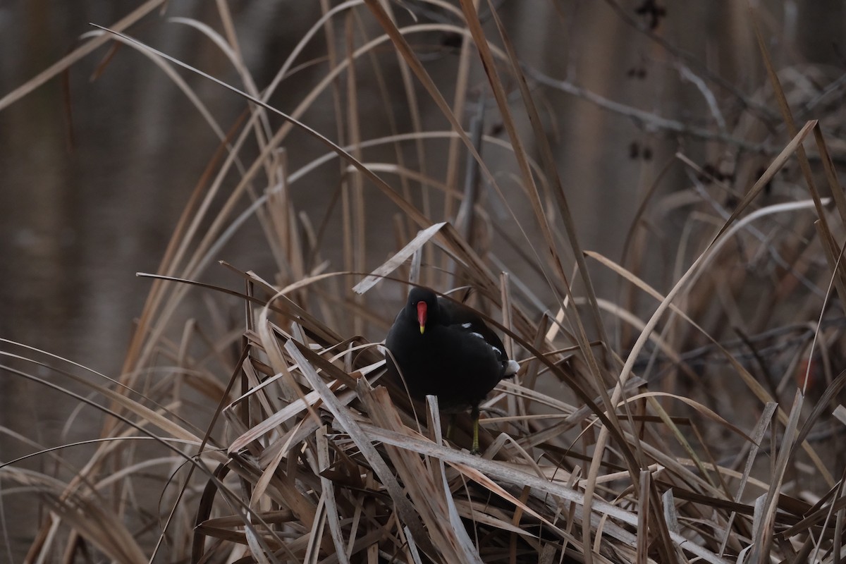 Eurasian Moorhen - ML647454652