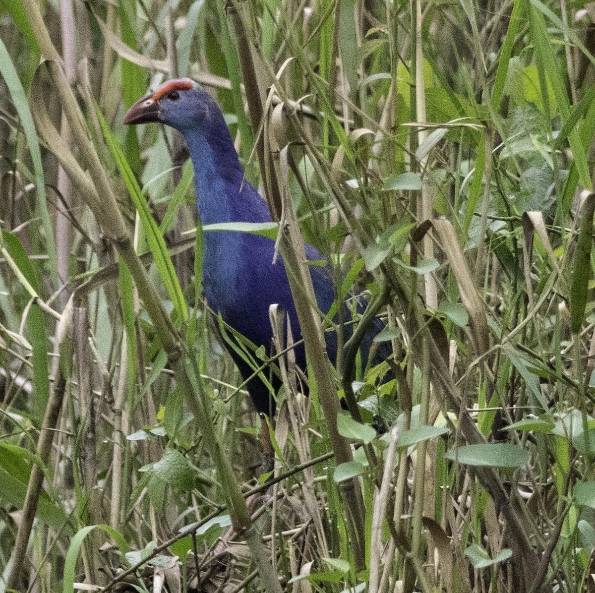 Gray-headed Swamphen - ML647454654
