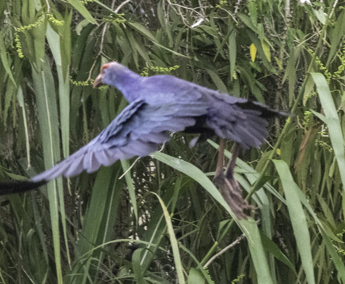 Gray-headed Swamphen - ML647454655