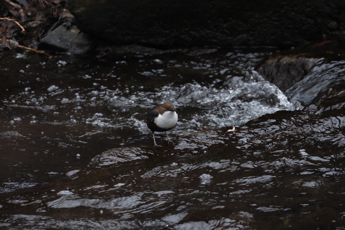 White-throated Dipper - ML647454656