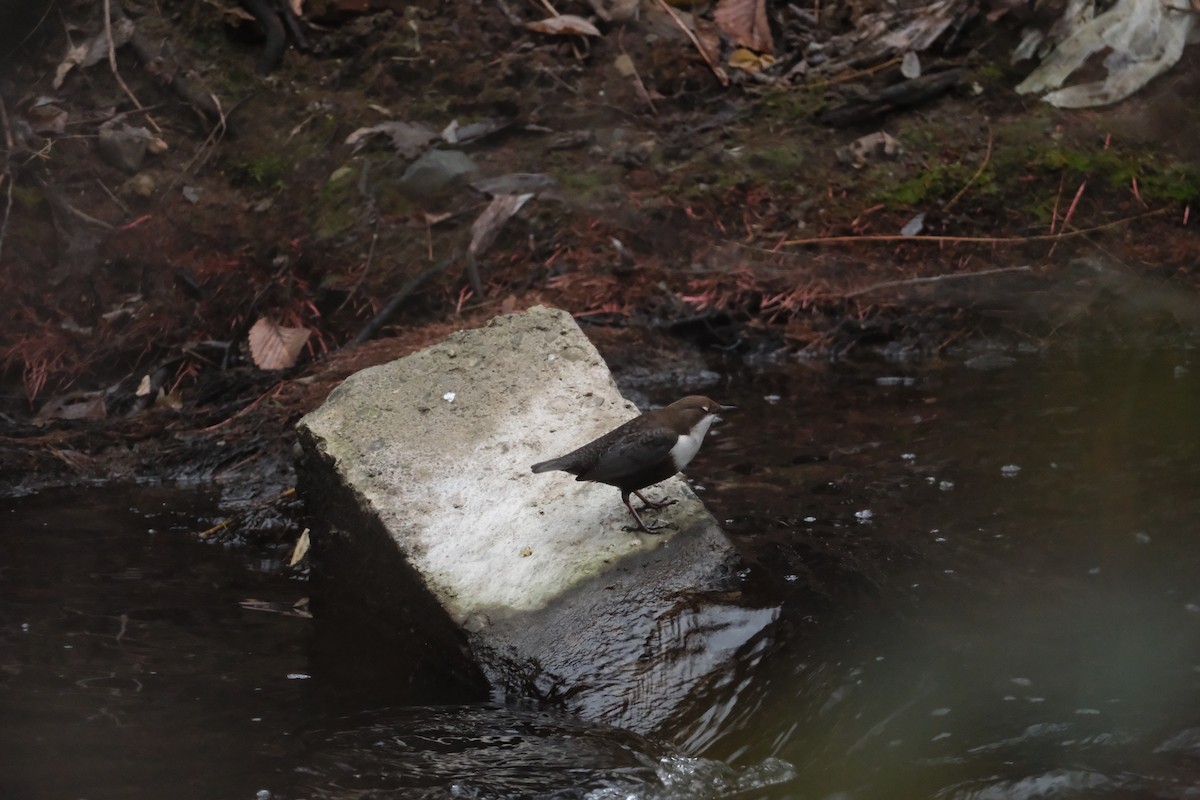 White-throated Dipper - ML647454657