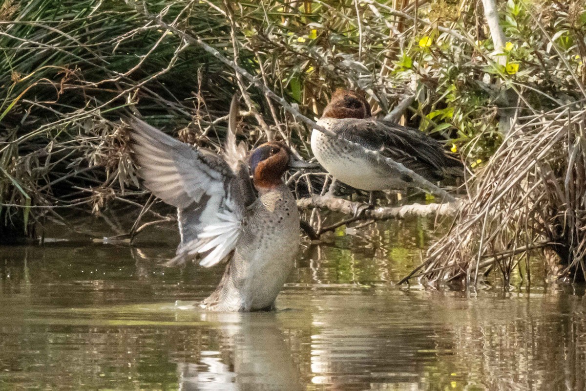 Green-winged Teal - ML647454658