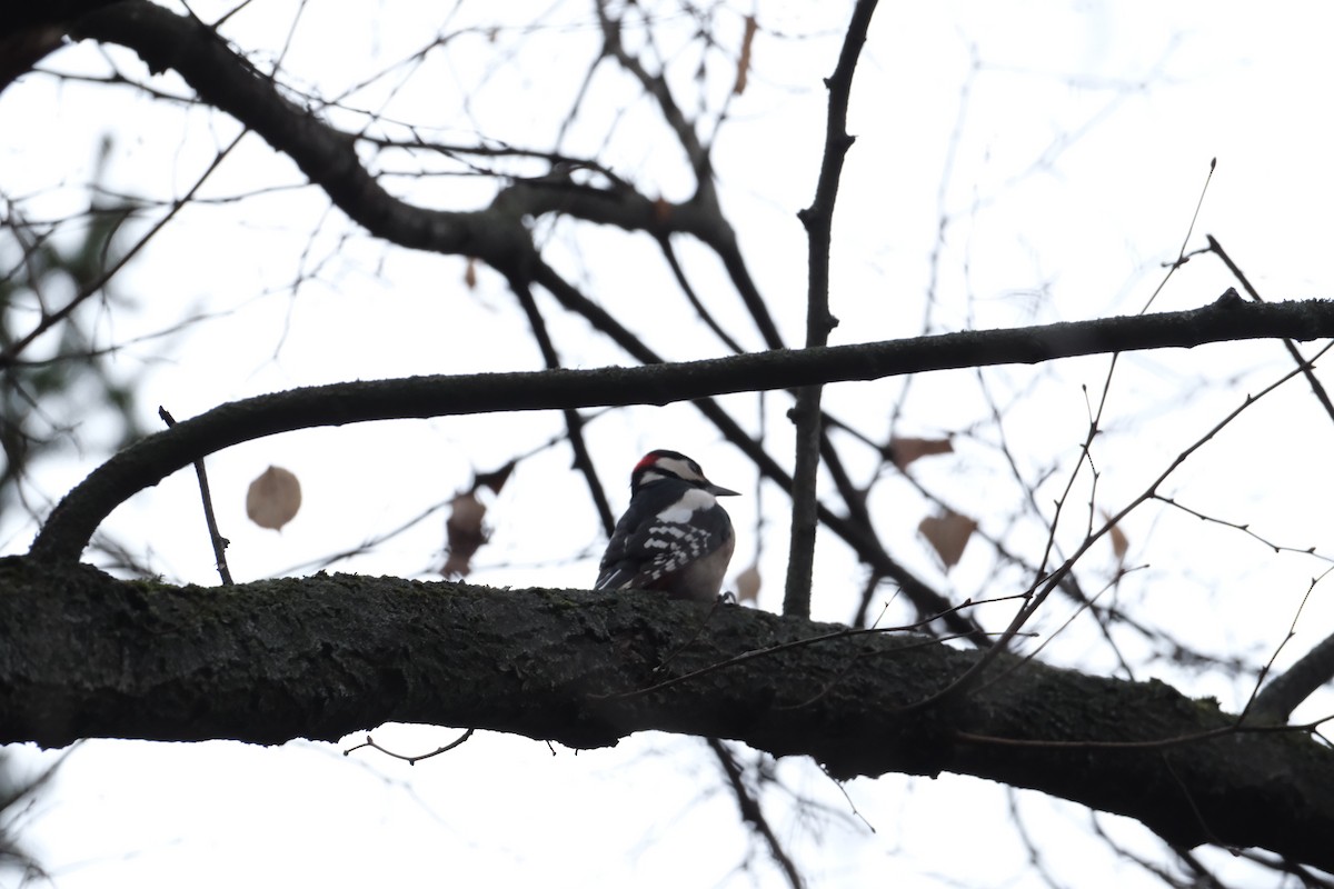 Great Spotted Woodpecker - ML647454659