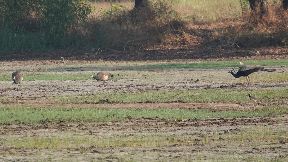 Indian Peafowl - ML647454661
