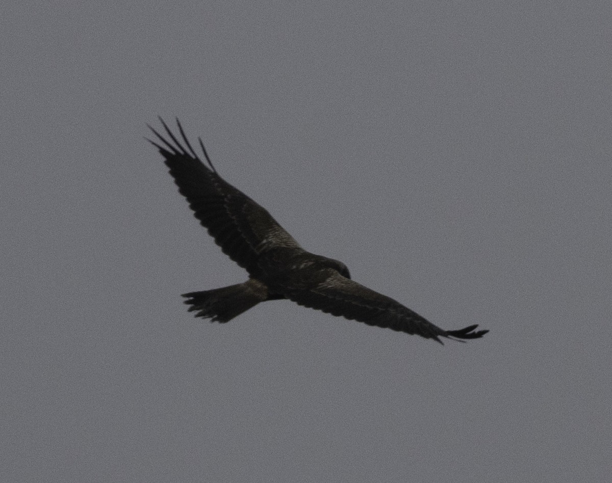 Eastern Marsh Harrier - ML647454666