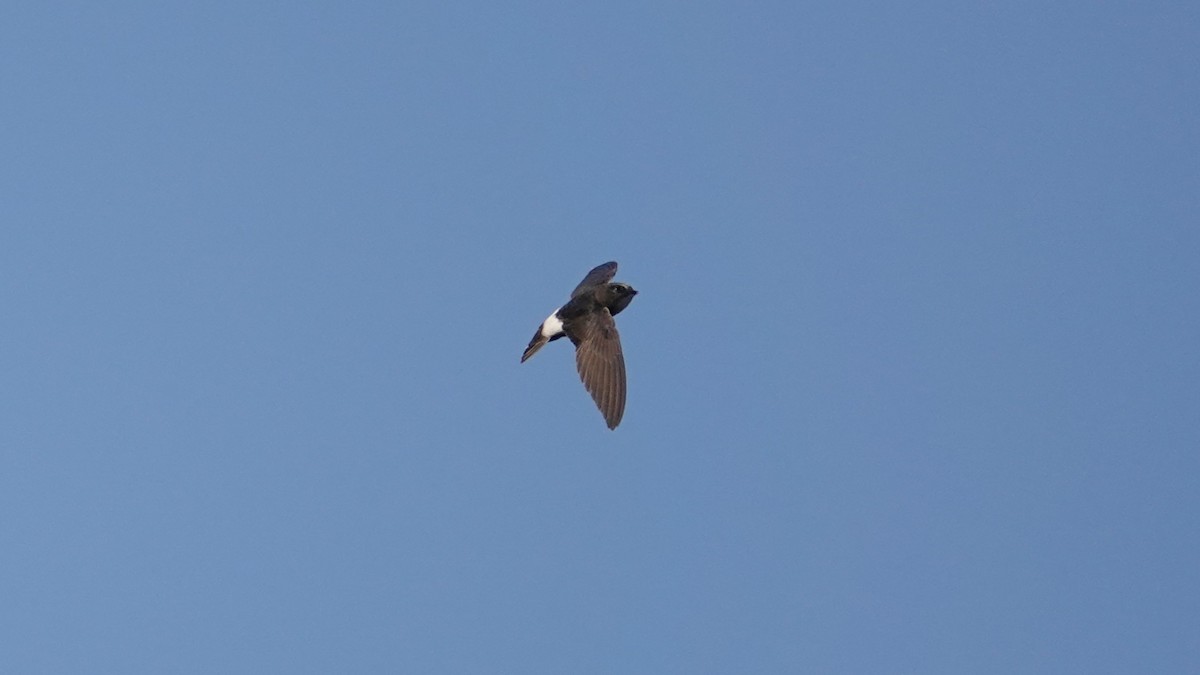 Little Swift - ML647454667