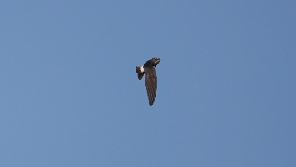 Little Swift - ML647454668