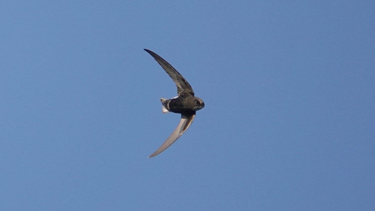 Little Swift - ML647454670