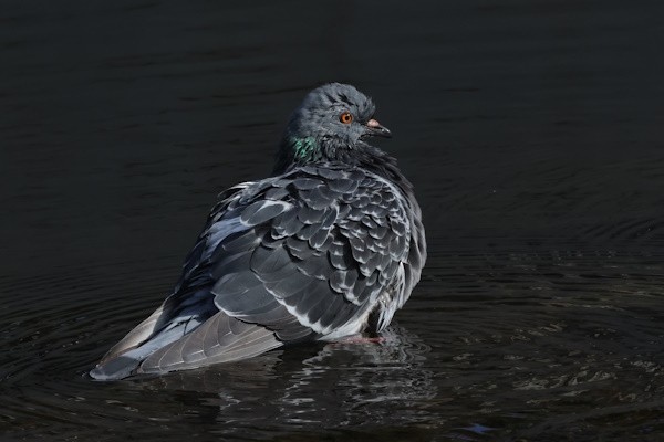 Rock Pigeon (Feral Pigeon) - ML647454672