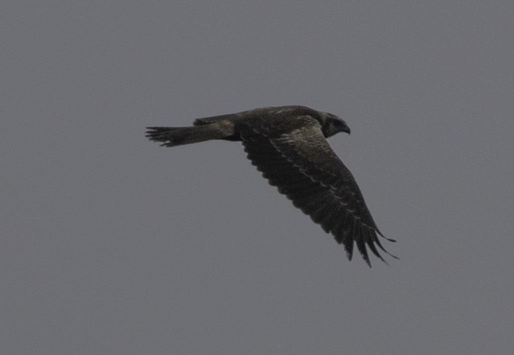 Eastern Marsh Harrier - ML647454675