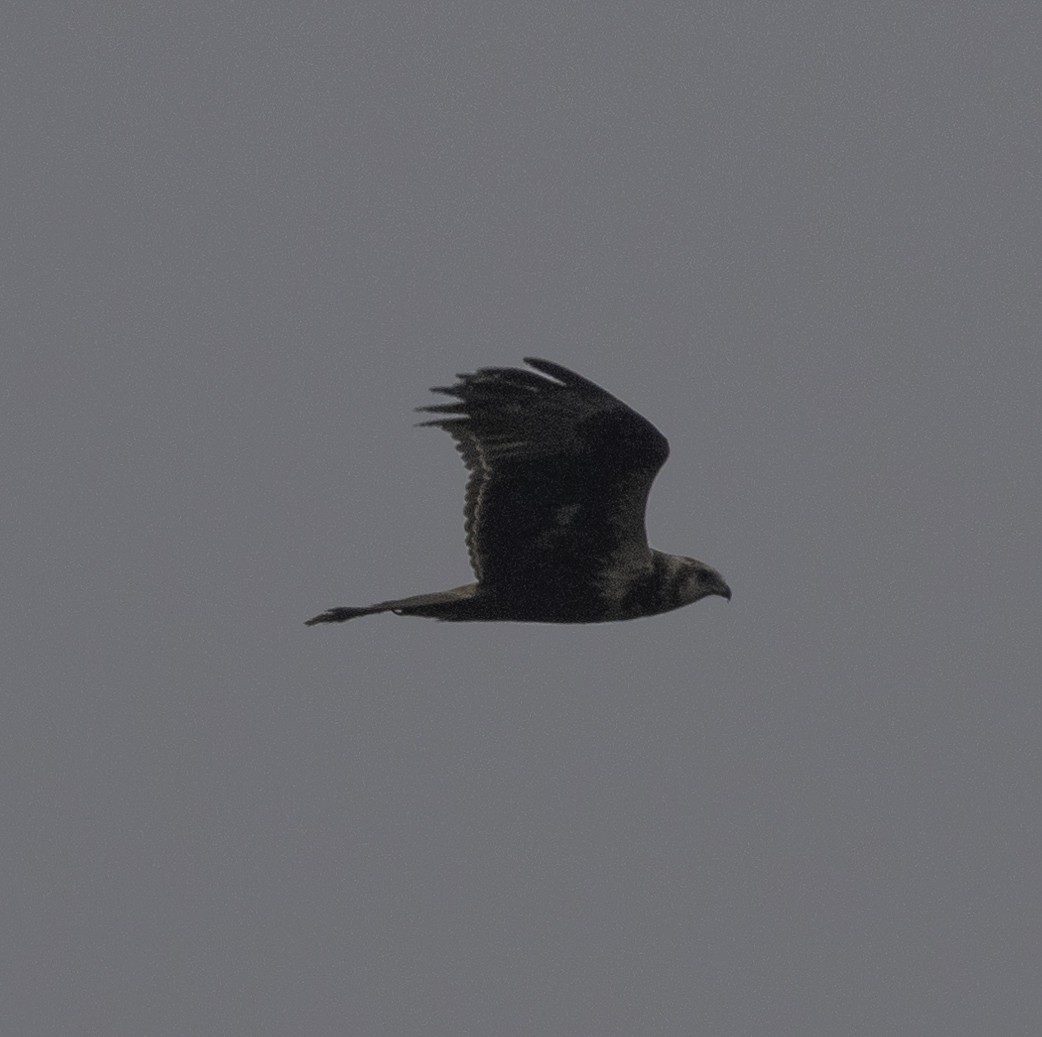 Eastern Marsh Harrier - ML647454676