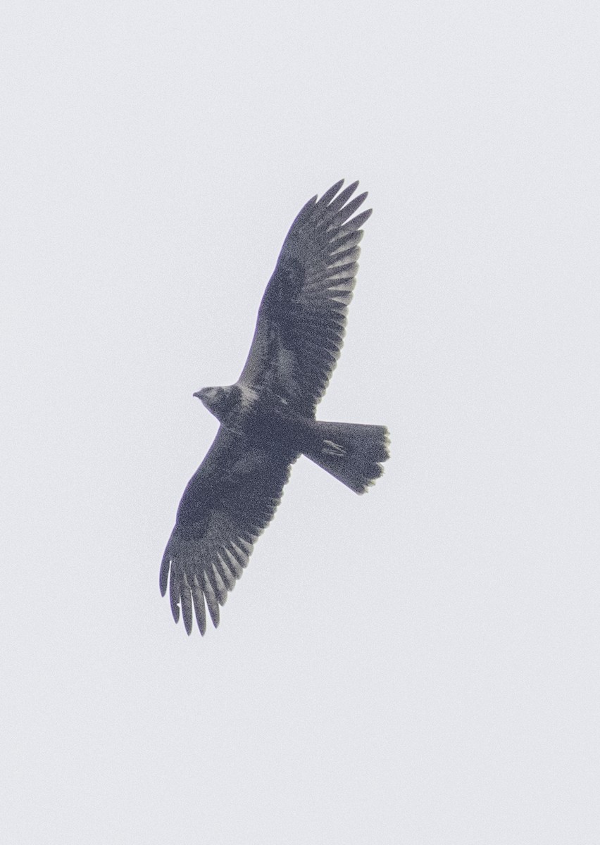 Eastern Marsh Harrier - ML647454677