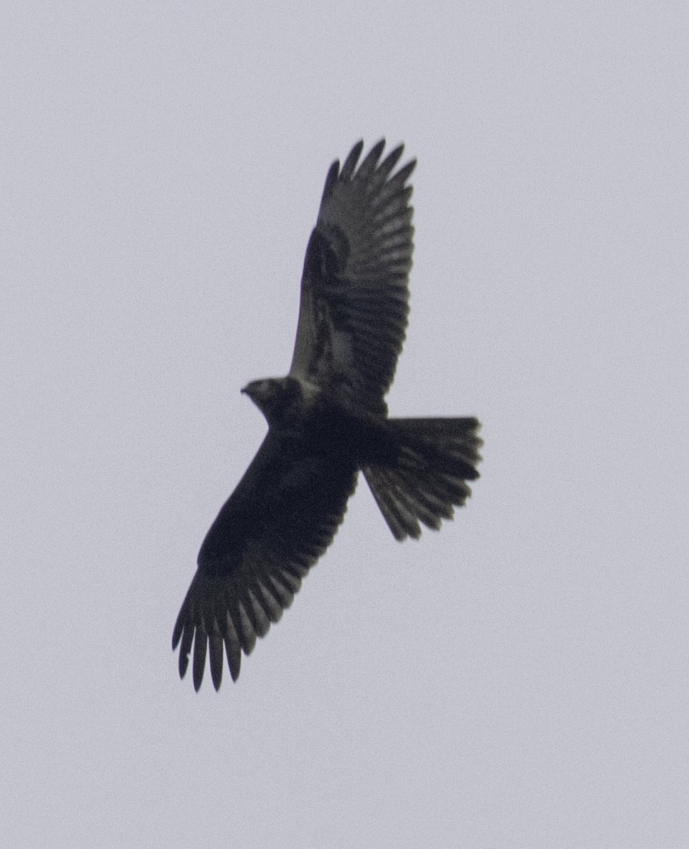 Eastern Marsh Harrier - ML647454678