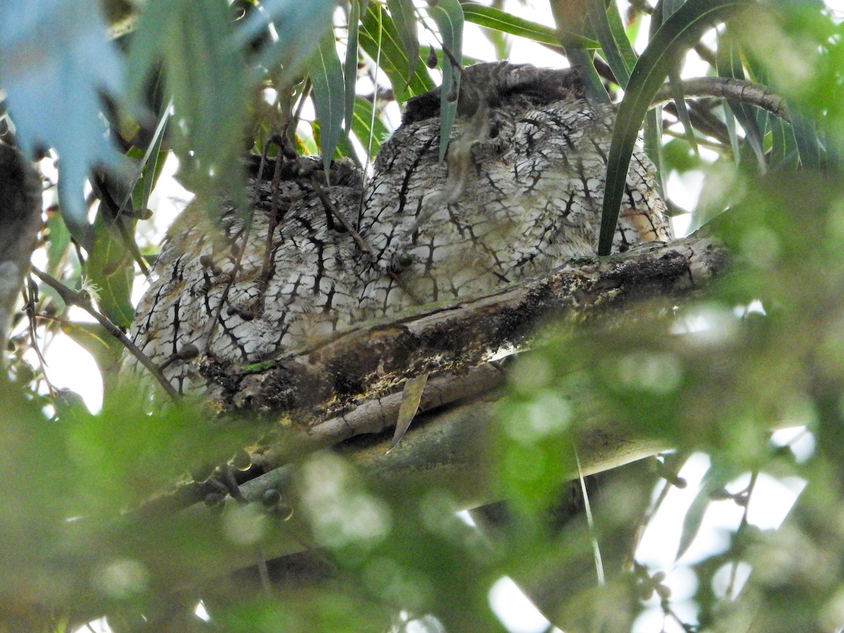 Tropical Screech-Owl - ML647454680