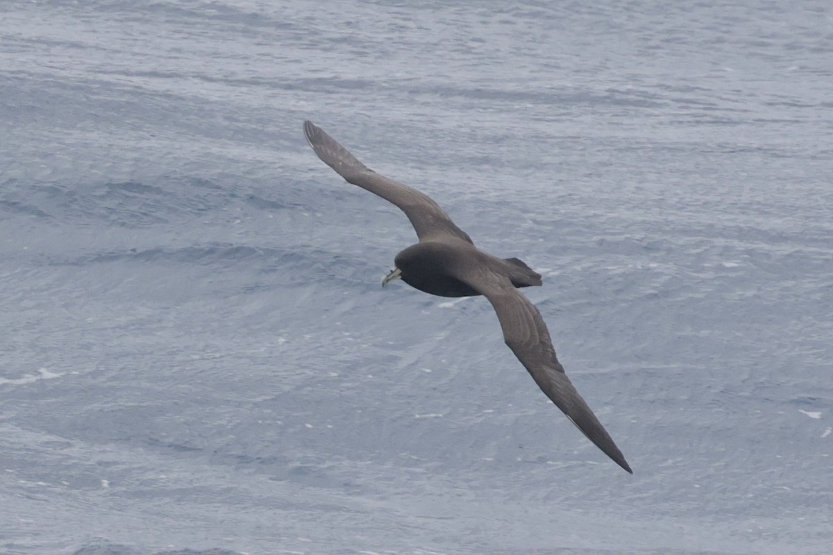 White-chinned Petrel - ML647454682