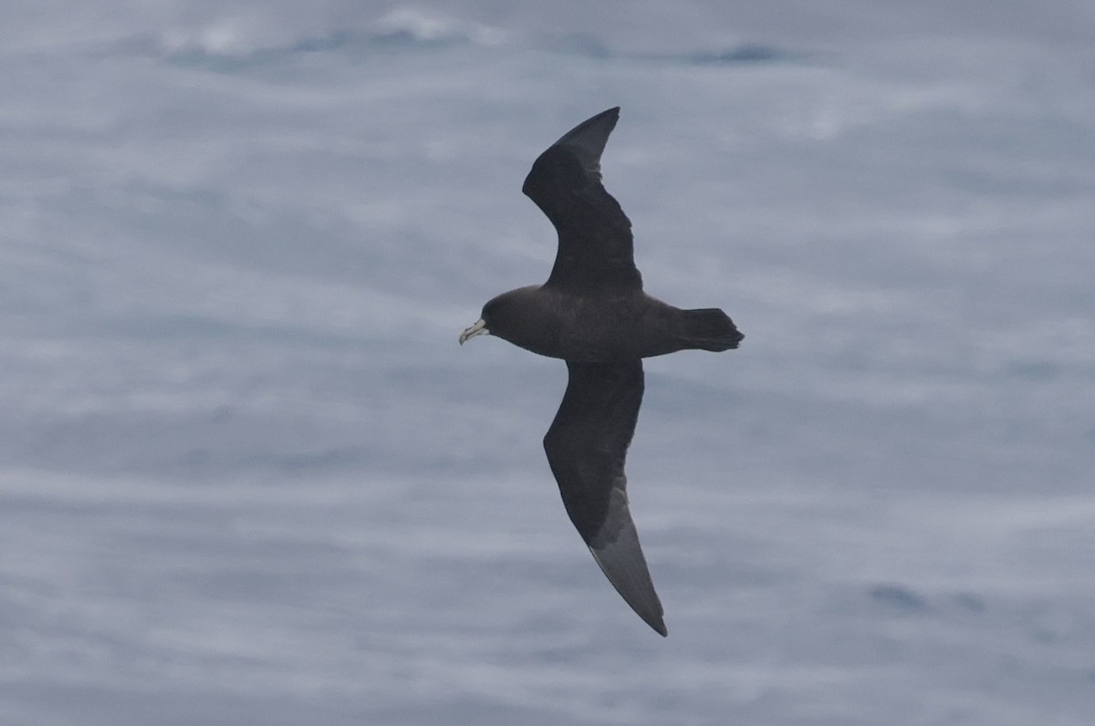 White-chinned Petrel - ML647454683