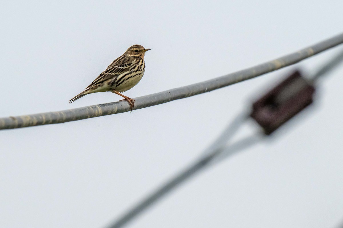 Red-throated Pipit - ML647454685