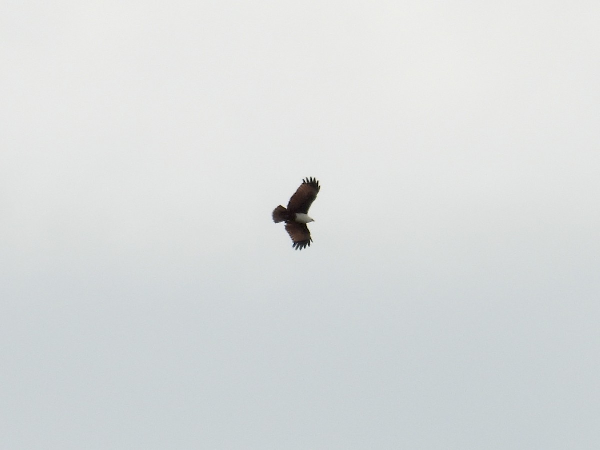 Brahminy Kite - ML647454693