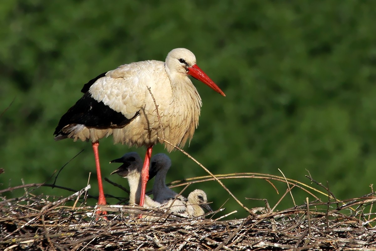 White Stork - ML647454694