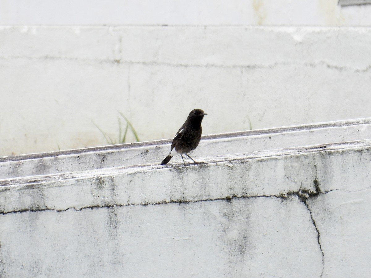 Pied Bushchat - ML647454695
