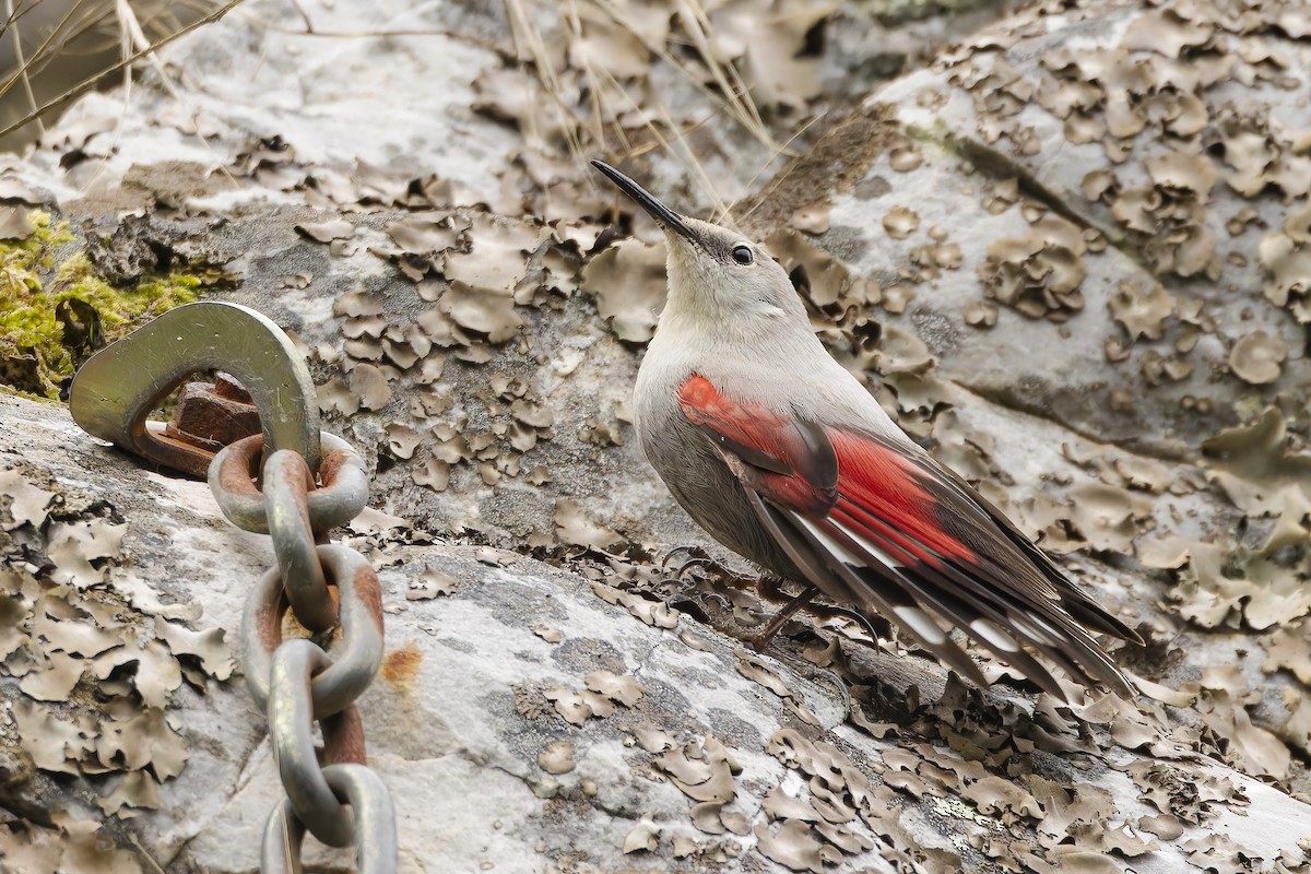 Wallcreeper - ML647454697