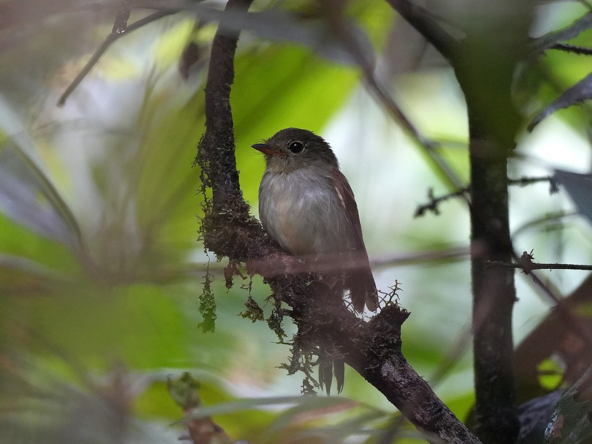 Mosquero del Roraima - ML647454699