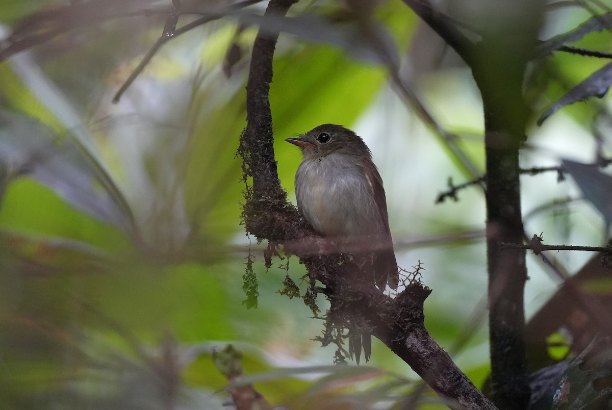 Mosquero del Roraima - ML647454700