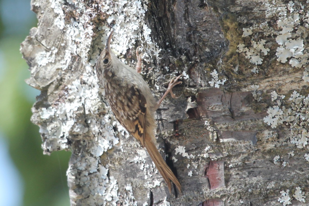 Agateador Europeo - ML647454703