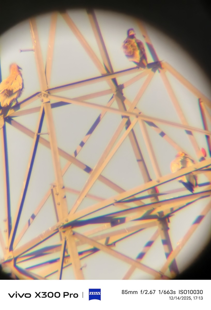 Alimoche Común - ML647454704