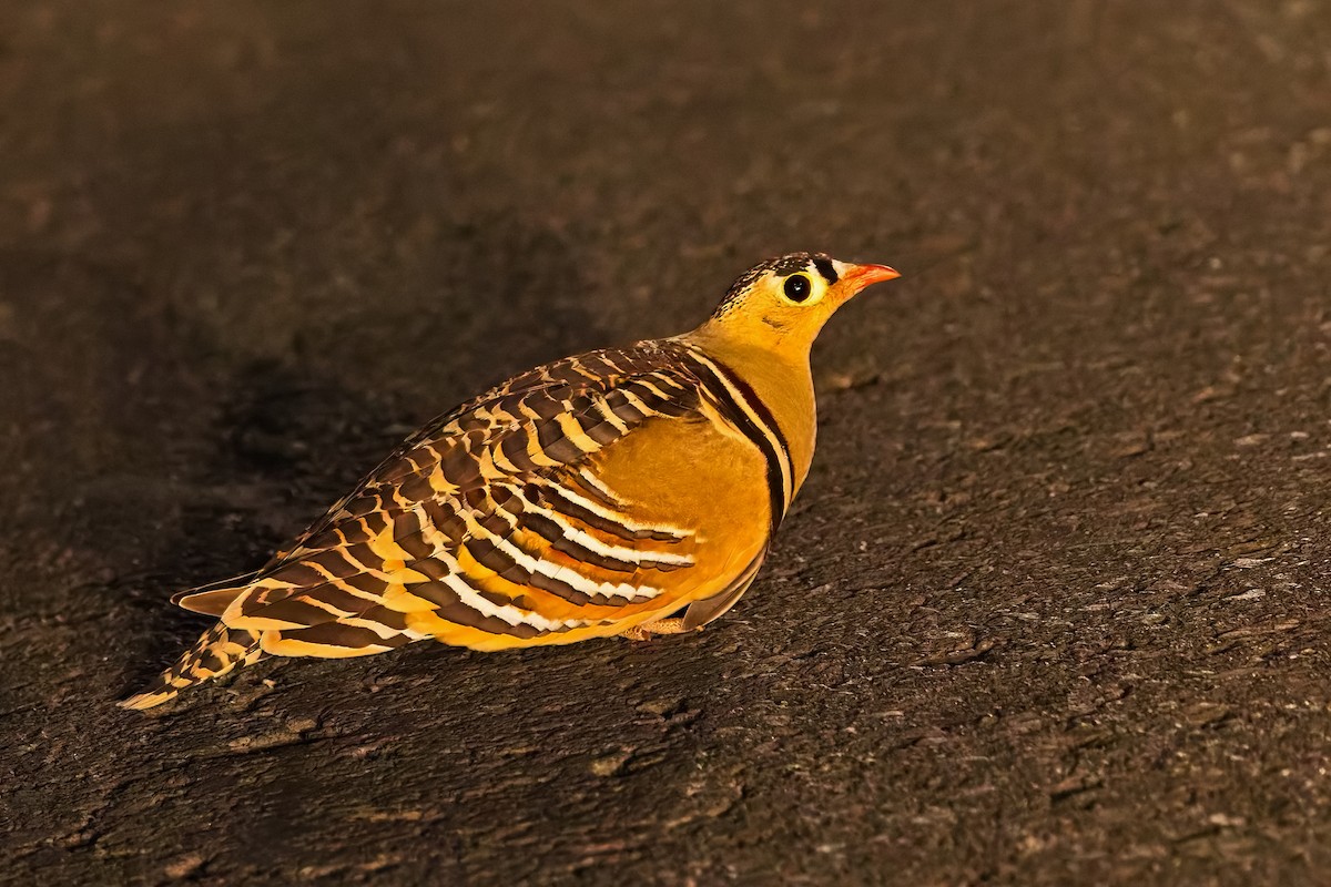 Ganga India - ML647454707