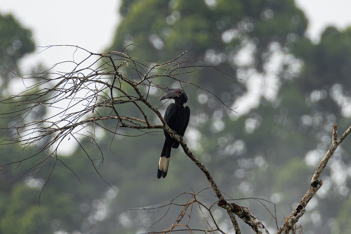 Cálao Malayo - ML647454708