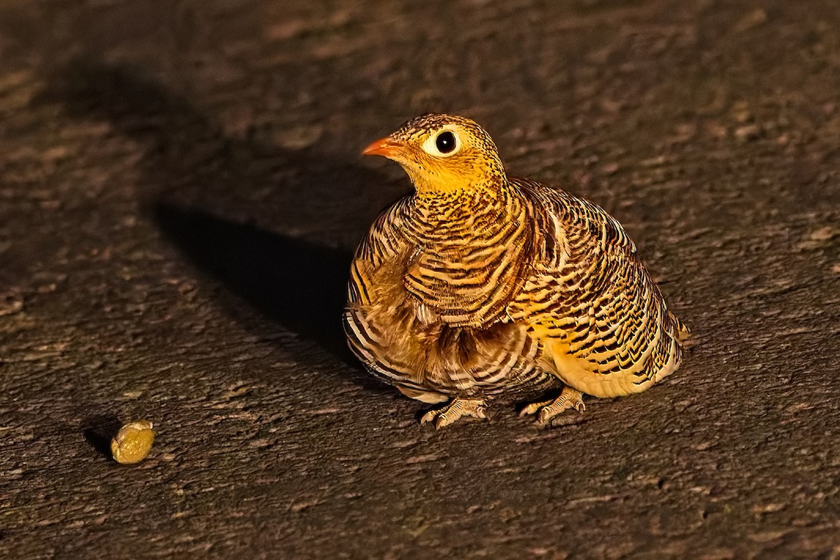 Ganga India - ML647454709