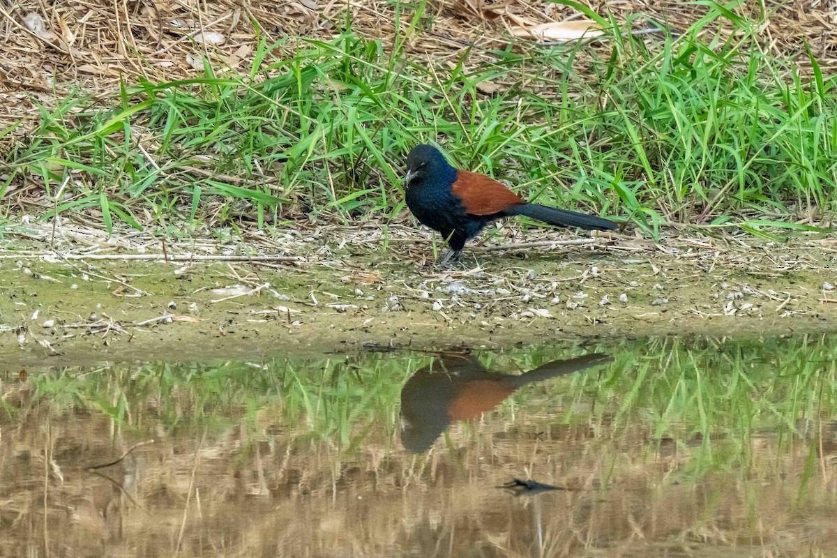 Cucal Chino - ML647454714