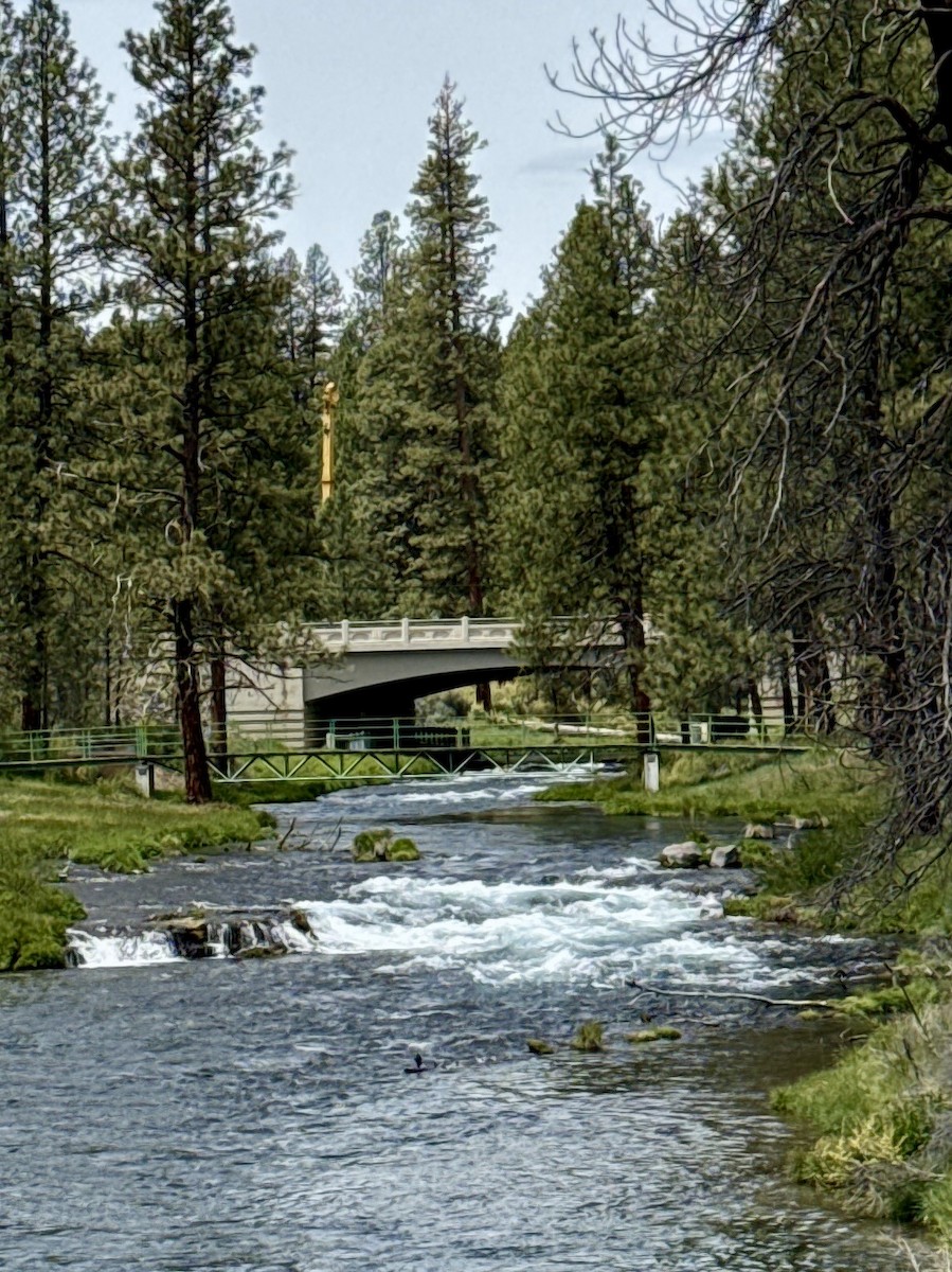 Ánade Azulón - ML647454715