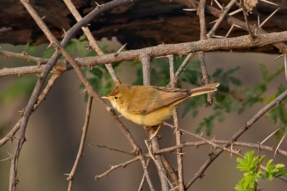 靴籬鶯 - ML647454717