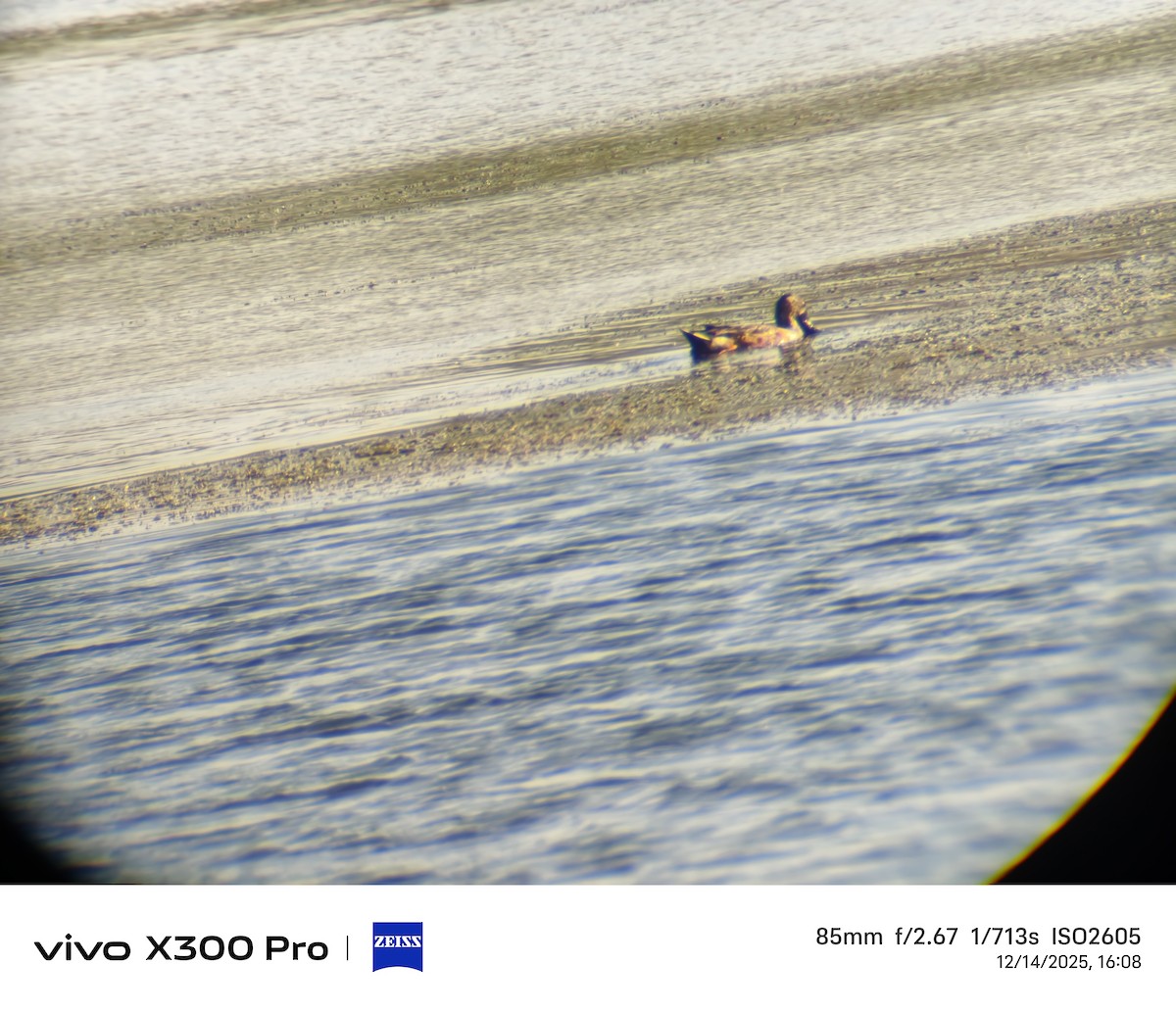 琵嘴鴨 - ML647454718